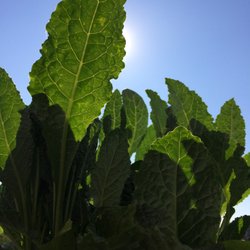 Milton Farmers Market - (Balcony gardening)