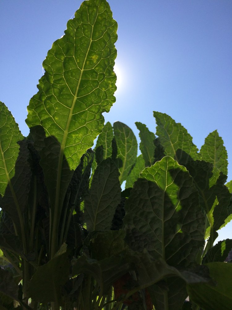 Milton Farmers Market Logo