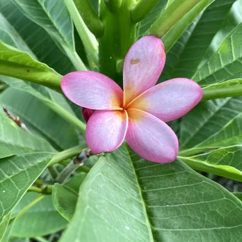 Cedar Key Bed & Breakfast - Frangipani in the garden - Bed & Breakfast Near Me - Cedar Key, Florida
