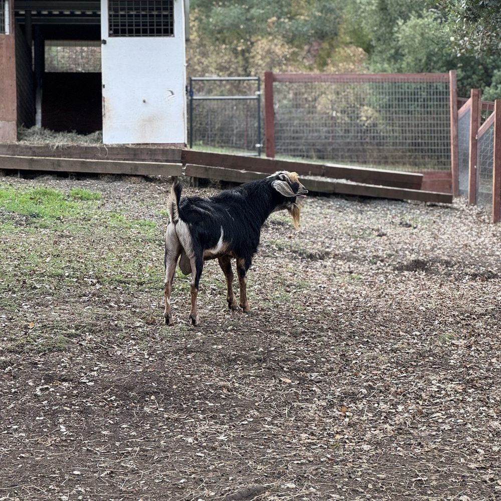 Deer Hollow Farm - Kids Activities Near Me - Cupertino, California