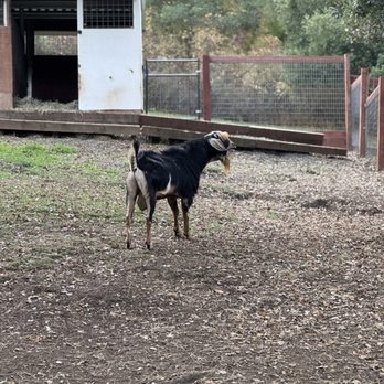 Deer Hollow Farm - Kids Activities Near Me - Cupertino, California Deer Hollow Farm - Kids Activities Near Me - Cupertino, California