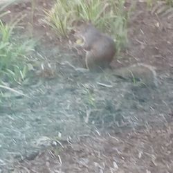 The Grand of Dublin - An Optalis Health & Rehabilitation Center - Squirrel outside my window