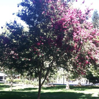 Civic Park - Flowering trees - Civic Center Near Me - Walnut Creek, California