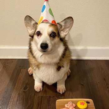 Redondo Dog - Lily loved her birthday treats! - Pet Services Near Me - Carson, California Redondo Dog - Lily loved her birthday treats! - Pet Services Near Me - Carson, California
