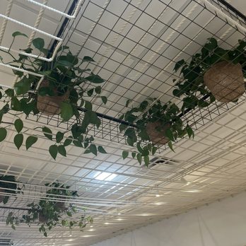 Avocado Green Mattress - Ceiling - Mattresses Near Me - La Jolla, California Avocado Green Mattress - Ceiling - Mattresses Near Me - La Jolla, California