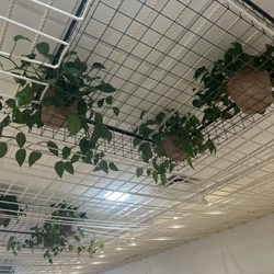 Avocado Green Mattress - Ceiling