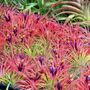 Hawaiian Botanicals