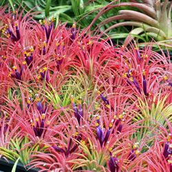Hawaiian Botanicals