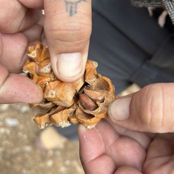 IronWood Tours - Pine nut - Walking Tours Near Me