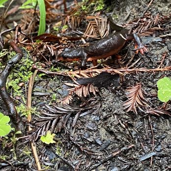 Montgomery Woods State Reserve - Newt - Parks Near Me - Ukiah, California