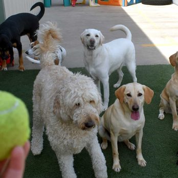 Pawderosa Ranch - Pet Boarding Near Me - Schertz, Texas Pawderosa Ranch - Pet Boarding Near Me - Schertz, Texas