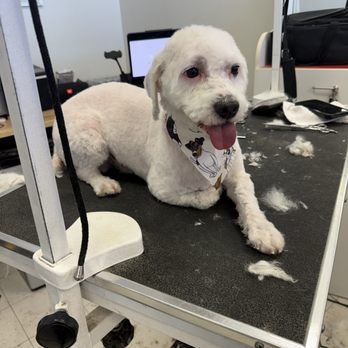 Doggie Do - Pet Groomers Near Me - Las Vegas, Nevada Doggie Do - Pet Groomers Near Me - Las Vegas, Nevada