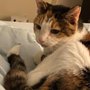 Photo of South Austin Cat Hospital