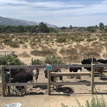 Ostrichland USA - Attraction Farms Near Me - Solvang, California Ostrichland USA - Attraction Farms Near Me - Solvang, California