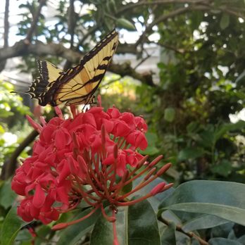 Butterfly Pavilion - What a beauty! - Museums Near Me - Westminster, Colorado Butterfly Pavilion - What a beauty! - Museums Near Me - Westminster, Colorado