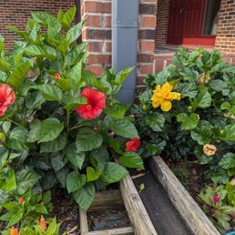Hibiscus outside patio. Hibiscus outside patio.