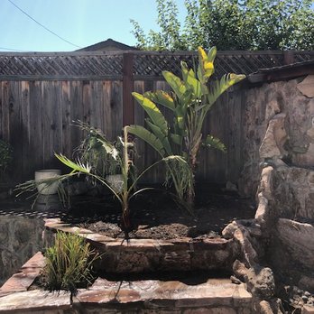 Lakota Design Group - My baby palm and birds of paradise. - Landscape Architects or Designers Near Me - San Jose, California