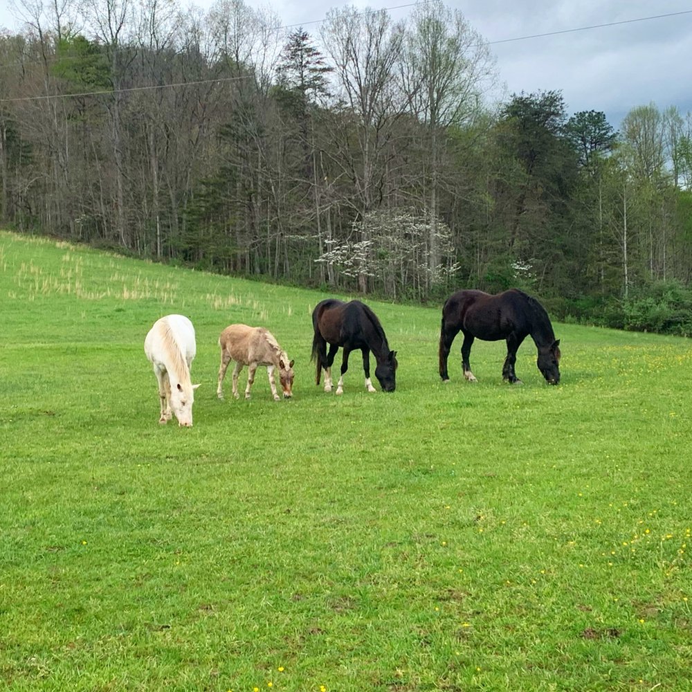 THE HISTORIC ABBOT FARM Updated September 2024 100 Abbot Farm Rd
