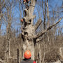 Photo of FT Stump Grinding and Tree Service