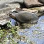 Photo of Sonoma County Reptile Rescue