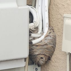 Fillmore Termite & Pest Control - You don't want this. I know I didn't want this! Yikes!!!