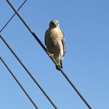 Apoxee Wilderness Trail - Red-shouldered Hawk - Hiking Near Me - West Palm Beach, Florida Apoxee Wilderness Trail - Red-shouldered Hawk - Hiking Near Me - West Palm Beach, Florida
