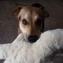 Stop! Doggie Time! - Dingy and his bestest pal