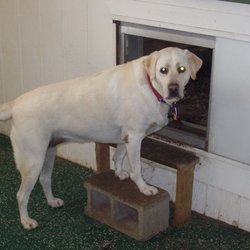 Greenbelt Kennels