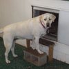 Greenbelt Kennels gift card