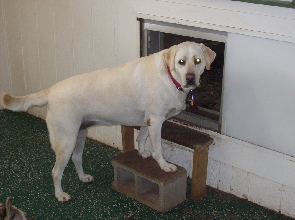 Greenbelt Kennels - pet boarding facility in Clive, IA