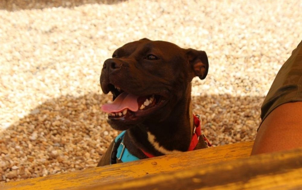 LIFELINE ANIMAL PROJECT Updated October 2024 860 Marietta Blvd NW