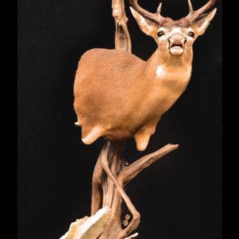 Nature's Way Taxidermy - Blacktail ped - Taxidermy Near Me - Spanaway, Washington Nature's Way Taxidermy - Blacktail ped - Taxidermy Near Me - Spanaway, Washington