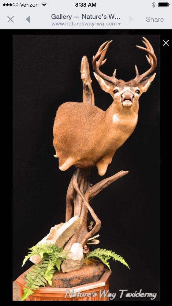 Nature's Way Taxidermy - taxidermy in Spanaway, WA