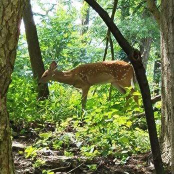 Park Boulevard Park - Deer - Parks Near Me - Worthington, Ohio Park Boulevard Park - Deer - Parks Near Me - Worthington, Ohio