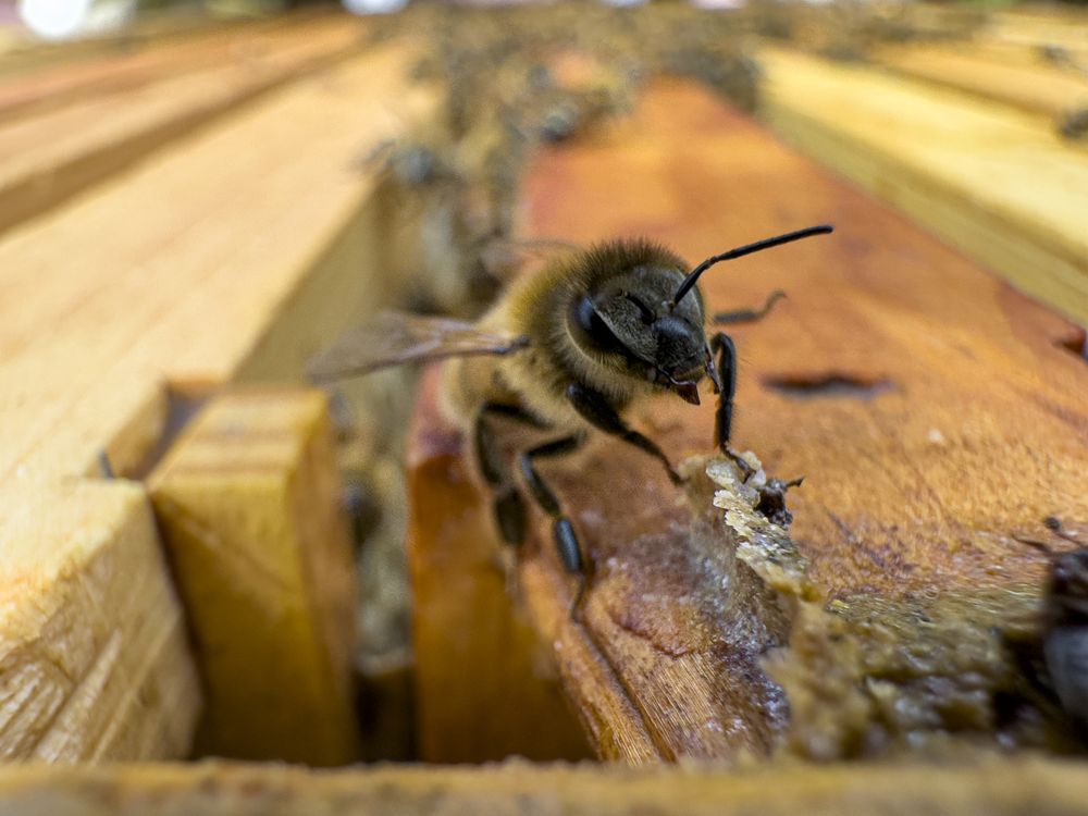 Edgewood Apiaries & Farm Logo