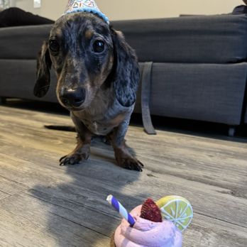 Three Dog Bakery - Rice Village - Strawberry cake! - Pet Stores Near Me - Houston, Texas Three Dog Bakery - Rice Village - Strawberry cake! - Pet Stores Near Me - Houston, Texas