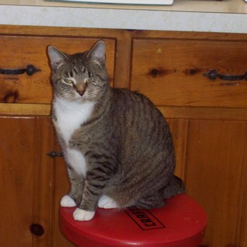 Pet Wellness Clinic - Wilhelmina Grace - Veterinarians Near Me - Jackson, Tennessee Pet Wellness Clinic - Wilhelmina Grace - Veterinarians Near Me - Jackson, Tennessee