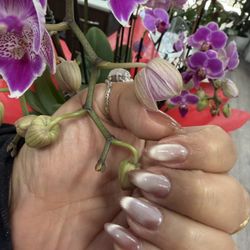 Mk Nails