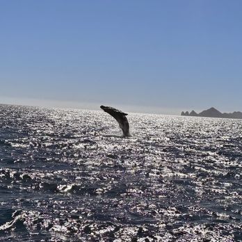 Cabo Blue Boat - Snorkeling Near Me - Cabo San Lucas, BCS Cabo Blue Boat - Snorkeling Near Me - Cabo San Lucas, BCS