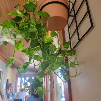 Alreddy Coffee & Cafe - Nice live plant on the wall. - Breakfast & Brunch Near Me - Cincinnati, Ohio Alreddy Coffee & Cafe - Nice live plant on the wall. - Breakfast & Brunch Near Me - Cincinnati, Ohio
