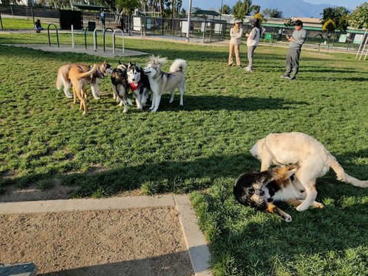Fletcher Fetch Park by null