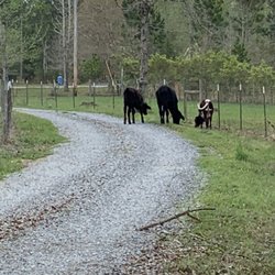 Black Creek Farm - It's been a long road