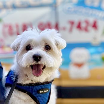 Breezy Paw Mobile Grooming - Clean Happy Dog! Easy booking, great service, happiest Sunny has ever been after a grooming! - Pet Groomers Near Me Breezy Paw Mobile Grooming - Clean Happy Dog! Easy booking, great service, happiest Sunny has ever been after a grooming! - Pet Groomers Near Me