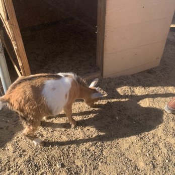 Twenty Nine Oaks Ranch - Baby goat - Ranches Near Me - Agoura Hills, California Twenty Nine Oaks Ranch - Baby goat - Ranches Near Me - Agoura Hills, California