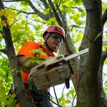 Ryan Lawn & Tree - Ryan Lawn & Tree is your #1 choice for tree trimming, tree removal, and stump grinding in the Tulsa area. - Pest Control Near Me - Broken Arrow, Oklahoma
