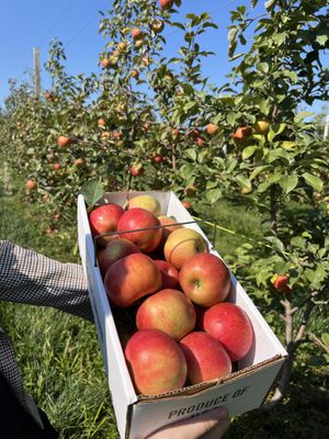 Apple - ののファーム Apples | Minnesota Landscape Arboretum