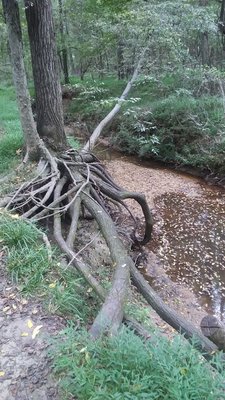 Big Rock Nature Preserve by null