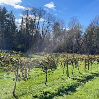 Dragonfly Farm and Winery - rows of grape plants - Beer, Wine & Spirits Near Me - Stetson, Maine
