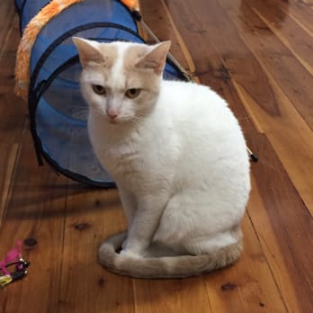 Catmosphere Cafe - Landmarks & Historical Buildings Near Me - Surry Hills, NSW