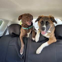 Happy Pup And Play